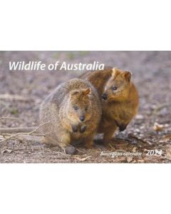 Wildlife of Australia 2024 Wall Calendar 240x340mm  (Min Order Qty 5)
